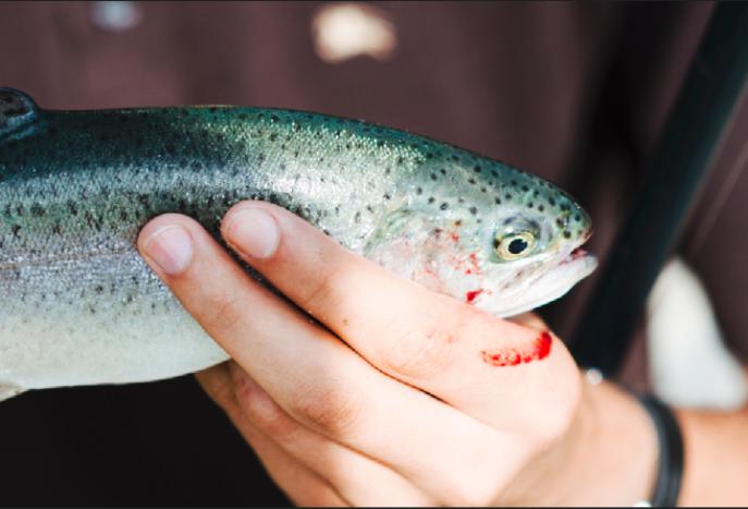 اطلاع از شرایط و مشکلات صنعت ماهی 